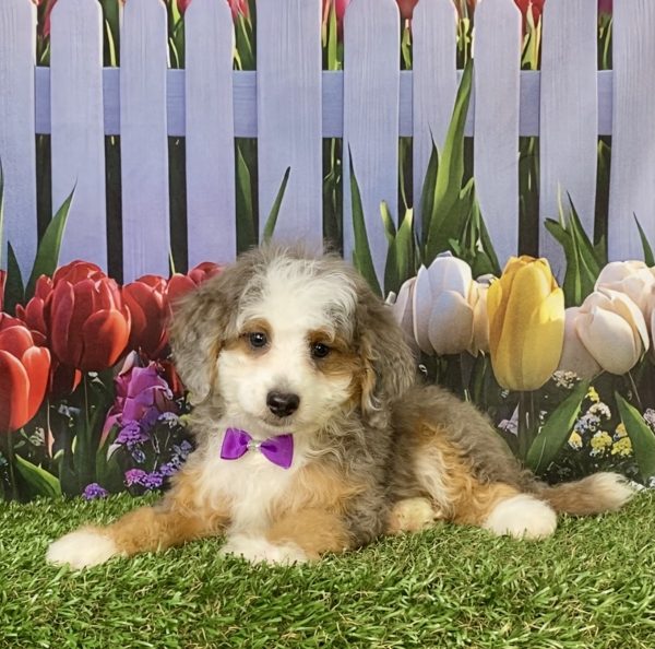 Photo of Ms. Beauty the F1B Mini-Bernedoodle puppy