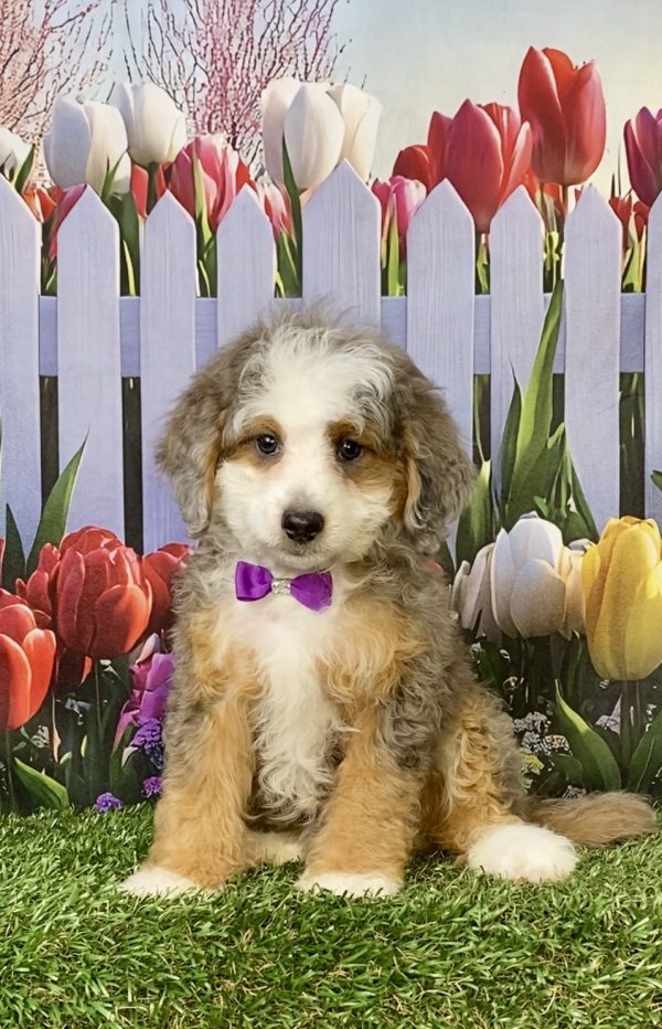 Photo of Ms. Beauty the F1B Mini-Bernedoodle puppy