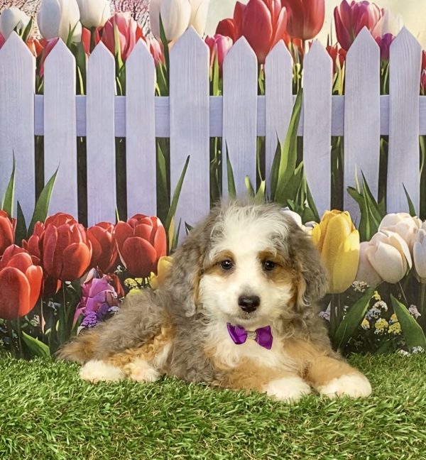Photo of Ms. Beauty the F1B Mini-Bernedoodle puppy