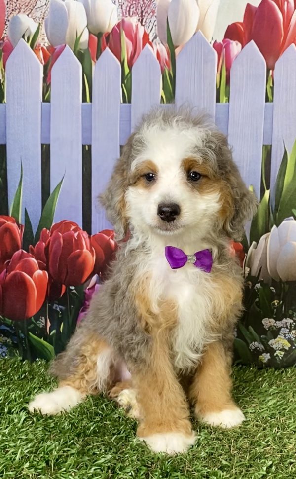 Photo of Ms. Beauty the F1B Mini-Bernedoodle puppy