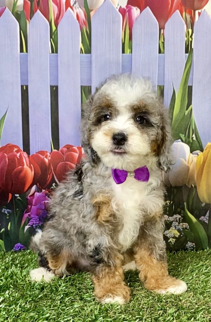 Photo of Ms. Bella the F1B Mini-Bernedoodle puppy