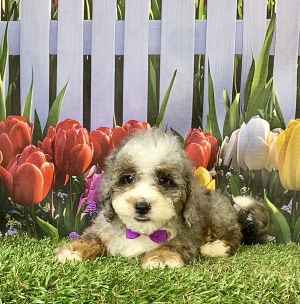 Photo of Ms. Bella the F1B Mini-Bernedoodle puppy