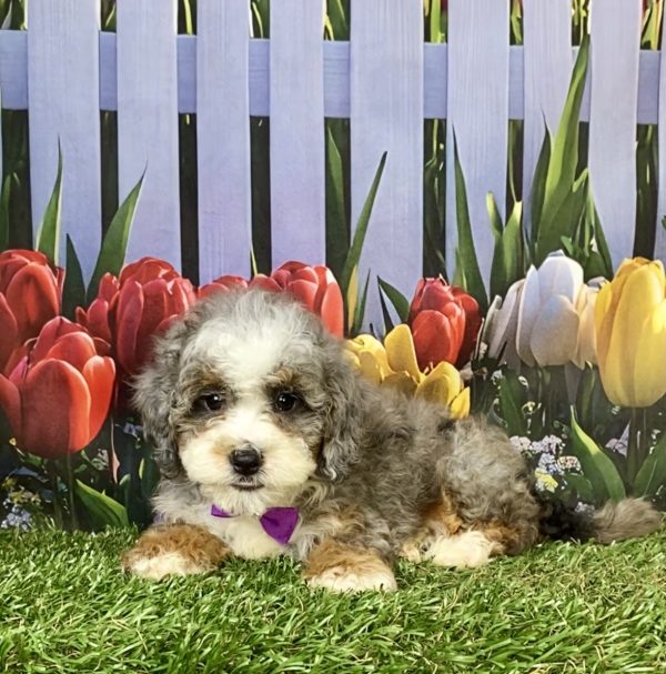 Photo of Ms. Bella the F1B Mini-Bernedoodle puppy