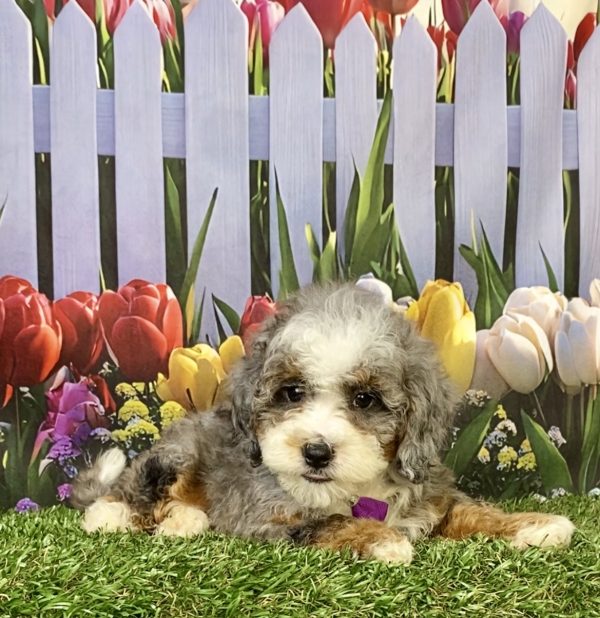 Photo of Ms. Bella the F1B Mini-Bernedoodle puppy