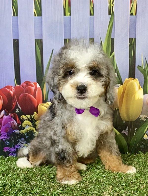 Photo of Ms. Bella the F1B Mini-Bernedoodle puppy