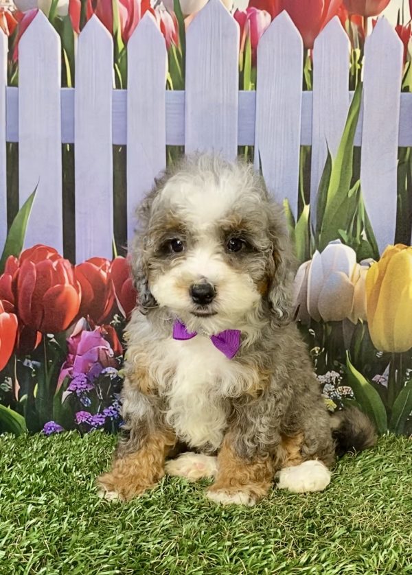 Photo of Ms. Bella the F1B Mini-Bernedoodle puppy