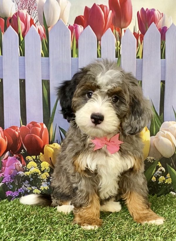 Ms. Biscuit the F1B Mini-Bernedoodle puppy