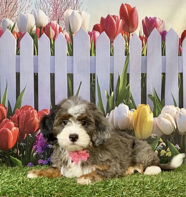 Photo of Ms. Biscuit the F1B Mini-Bernedoodle puppy