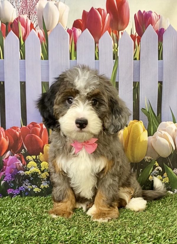 Photo of Ms. Biscuit the F1B Mini-Bernedoodle puppy