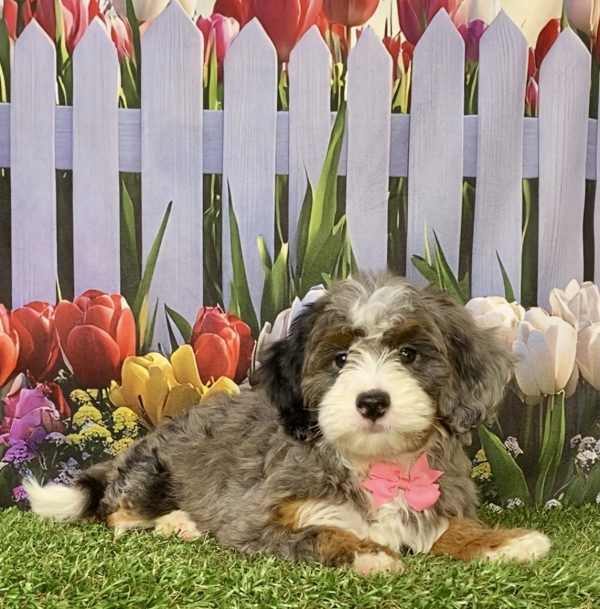 Photo of Ms. Biscuit the F1B Mini-Bernedoodle puppy