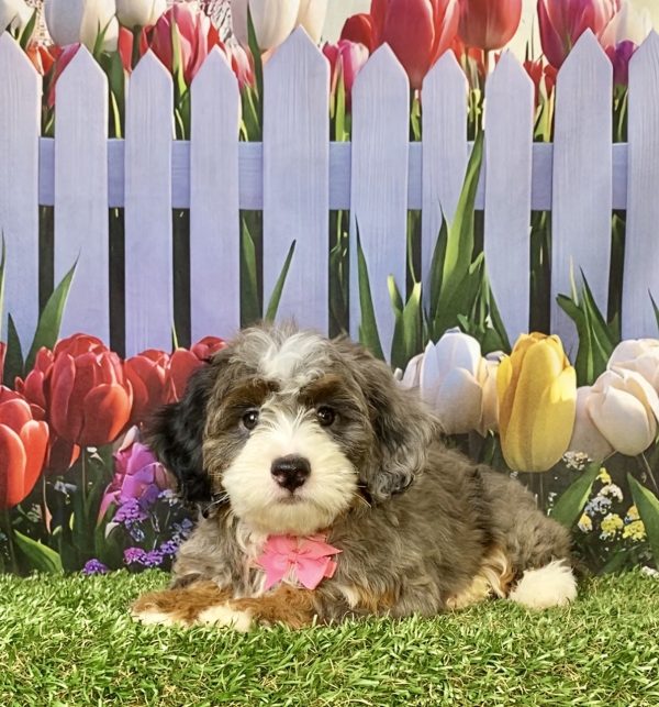 Photo of Ms. Biscuit the F1B Mini-Bernedoodle puppy
