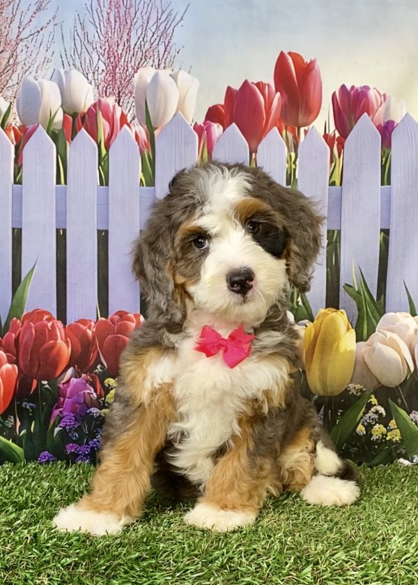 Ms. Blossom the F1B Mini-Bernedoodle puppy