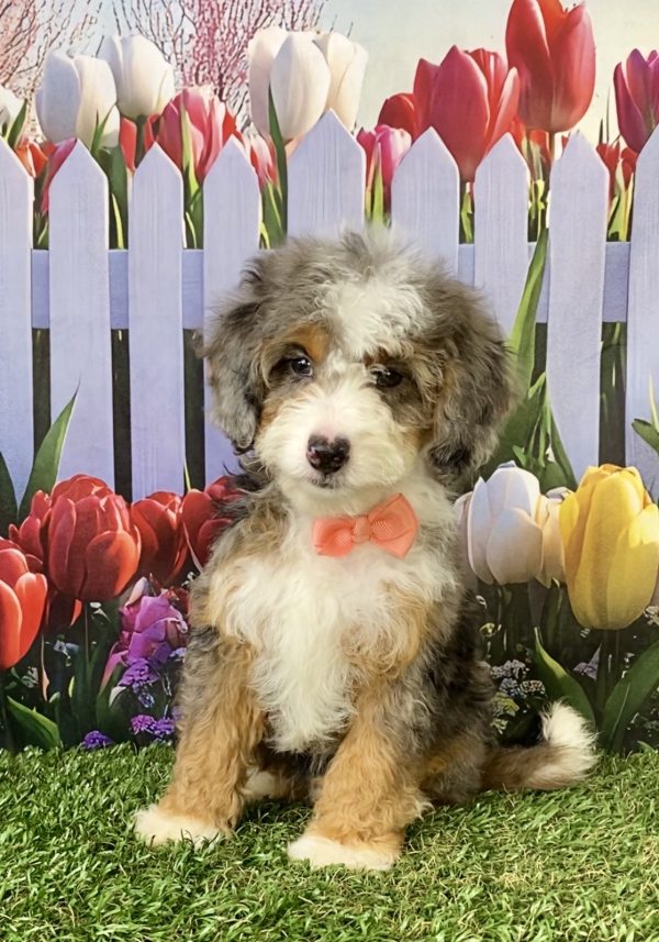 Ms. Brianna the F1B Mini-Bernedoodle puppy