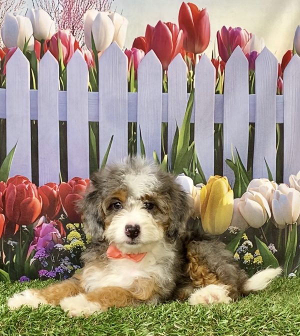 Photo of Ms. Brianna the F1B Mini-Bernedoodle puppy