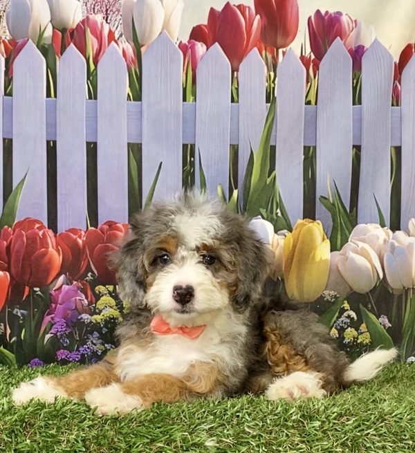 Photo of Ms. Brianna the F1B Mini-Bernedoodle puppy