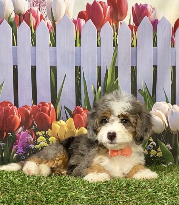 Photo of Ms. Brianna the F1B Mini-Bernedoodle puppy