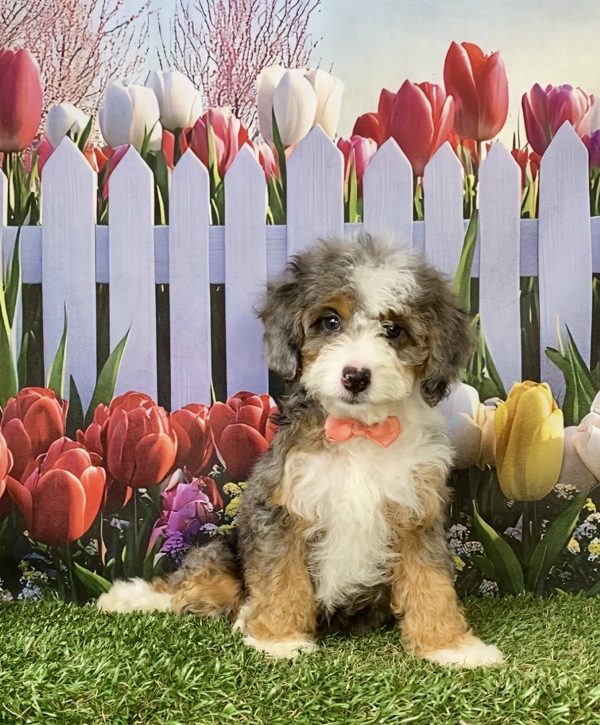 Photo of Ms. Brianna the F1B Mini-Bernedoodle puppy