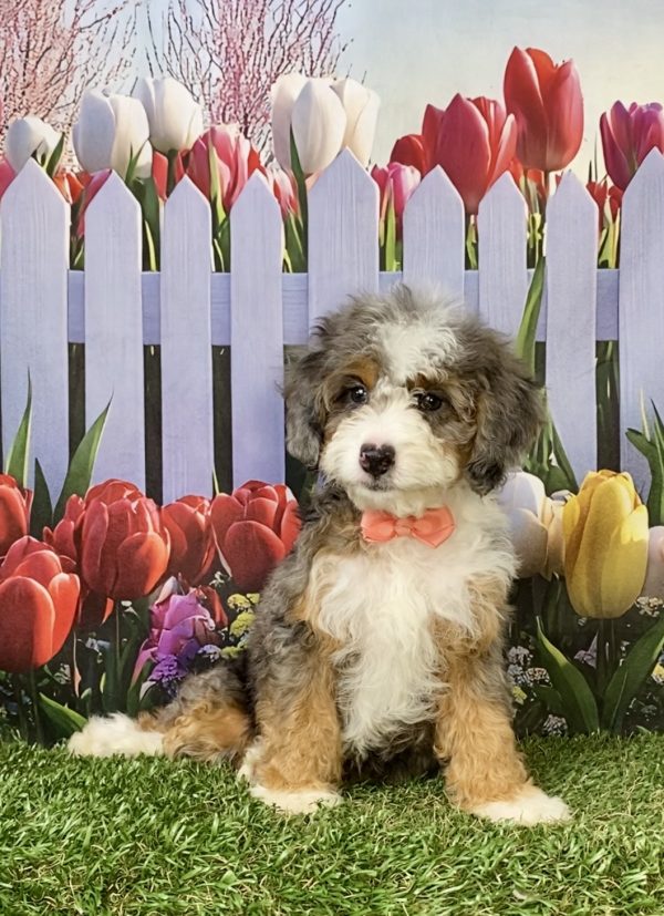 Photo of Ms. Brianna the F1B Mini-Bernedoodle puppy