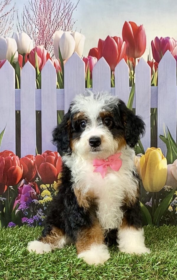 Ms. Cindy the F2 Mini-Bernedoodle puppy