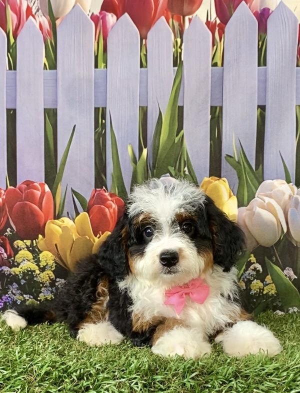 Photo of Ms. Cindy the F2 Mini-Bernedoodle puppy
