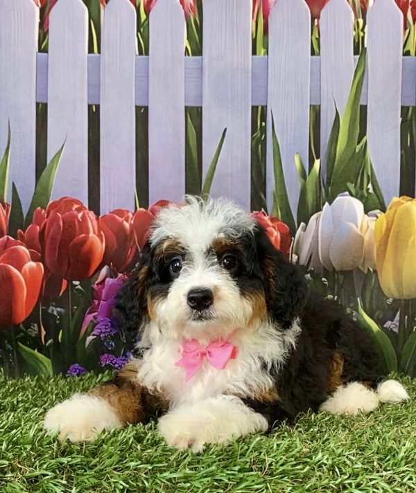 Photo of Ms. Cindy the F2 Mini-Bernedoodle puppy
