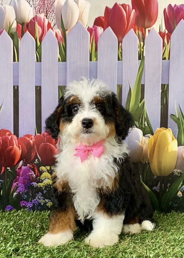 Photo of Ms. Cindy the F2 Mini-Bernedoodle puppy