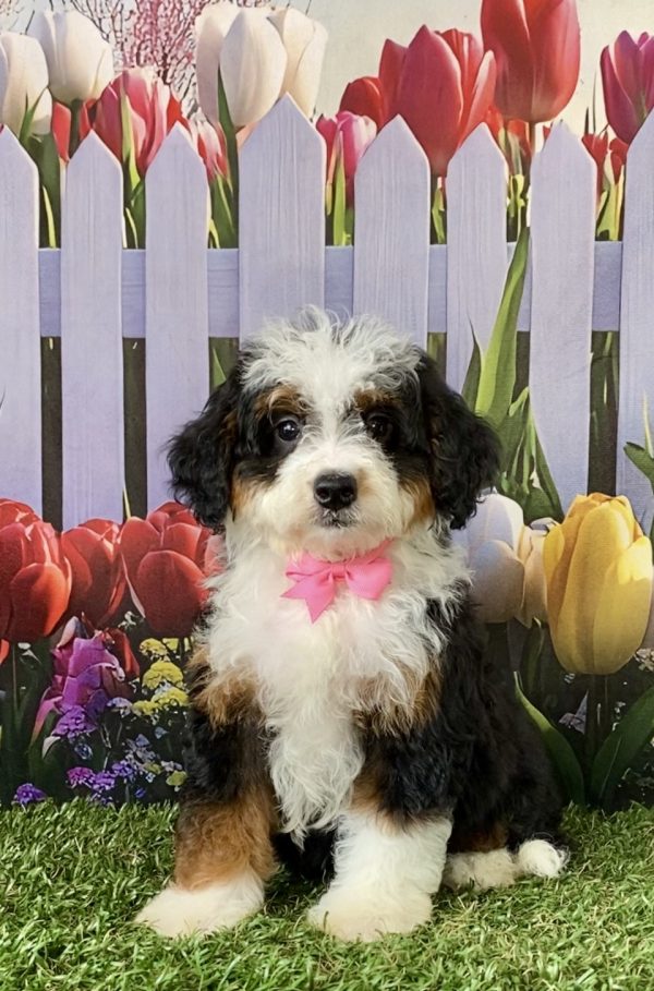 Photo of Ms. Cindy the F2 Mini-Bernedoodle puppy