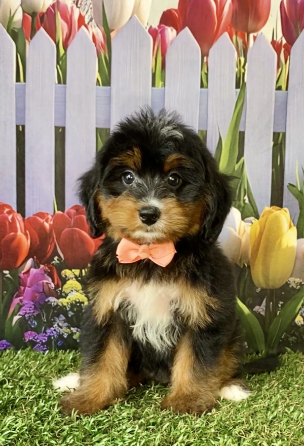 Photo of Ms. Debra the F1 Mini-Bernedoodle puppy