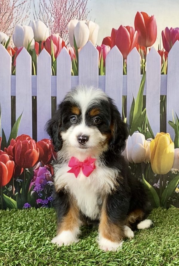 Ms. Debra the F1 Mini-Bernedoodle puppy