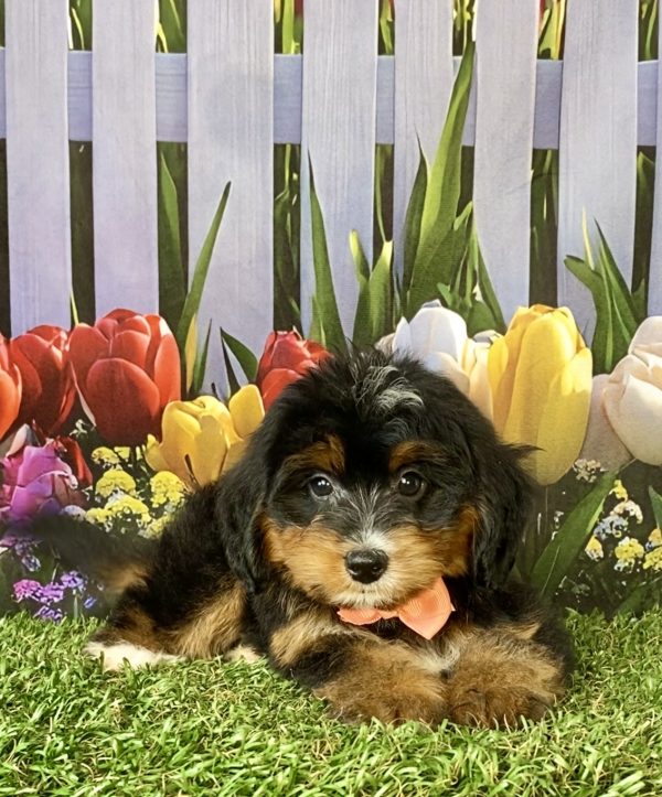 Photo of Ms. Debra the F1 Mini-Bernedoodle puppy