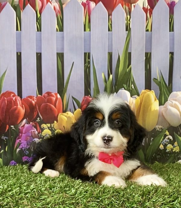 Photo of Ms. Debra the F1 Mini-Bernedoodle puppy