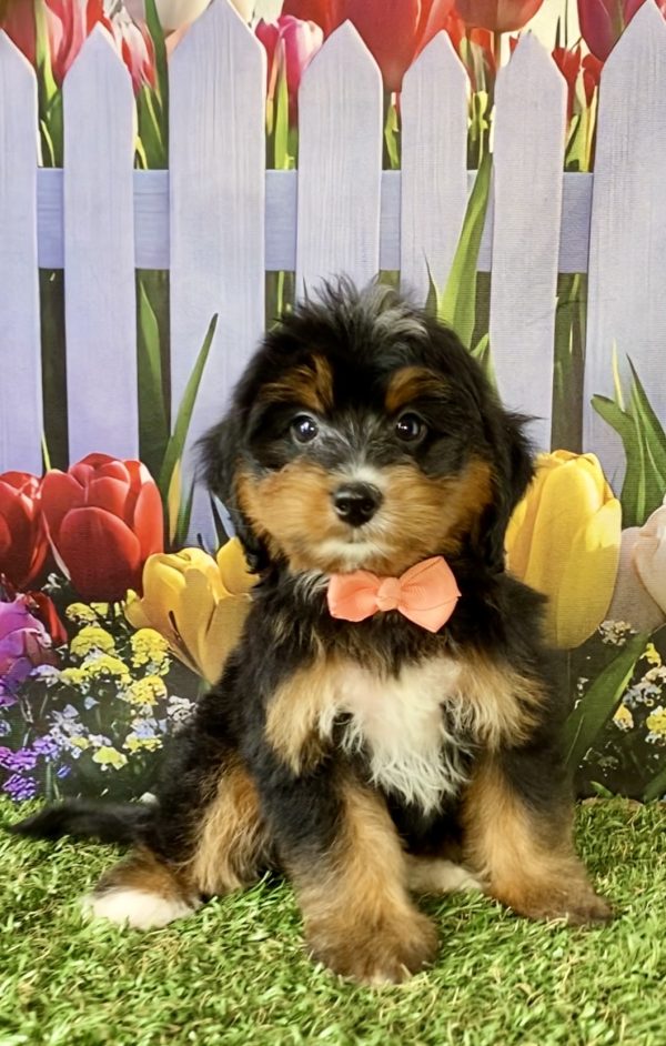 Photo of Ms. Debra the F1 Mini-Bernedoodle puppy