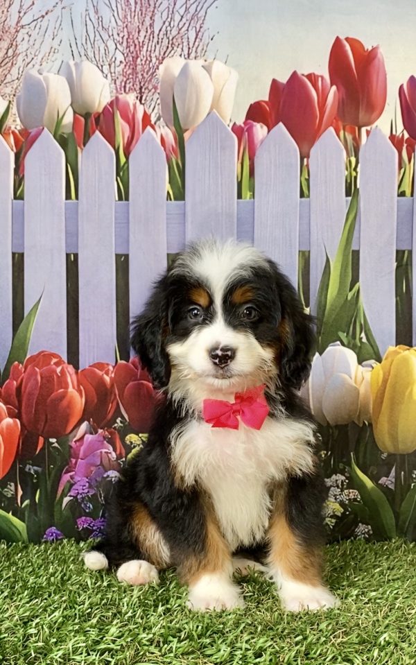 Photo of Ms. Debra the F1 Mini-Bernedoodle puppy