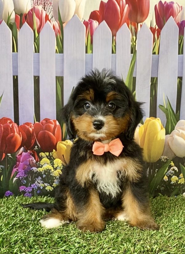 Photo of Ms. Debra the F1 Mini-Bernedoodle puppy