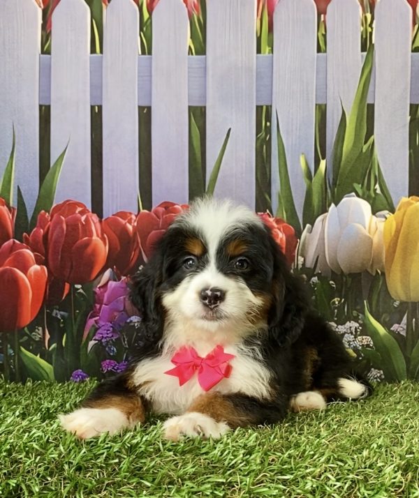 Photo of Ms. Debra the F1 Mini-Bernedoodle puppy