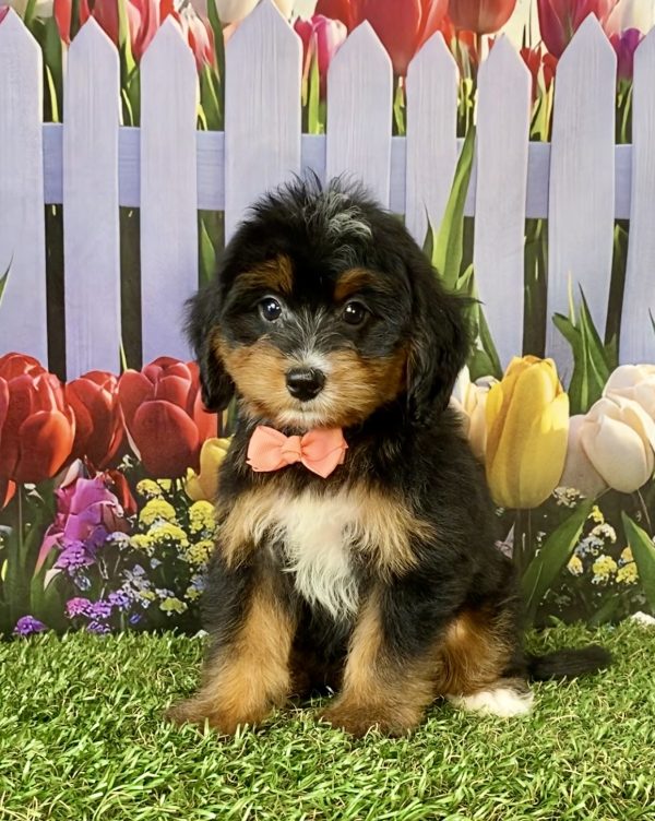 Ms. Dawn the F1 Mini-Bernedoodle puppy