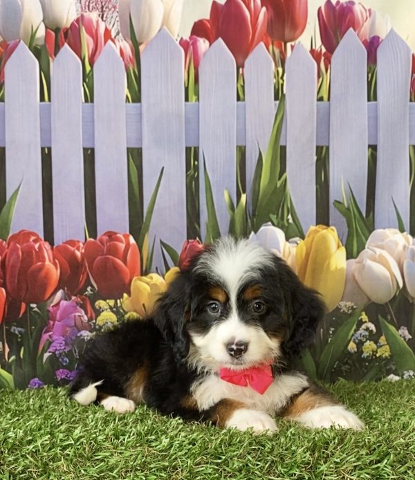Photo of Ms. Debra the F1 Mini-Bernedoodle puppy