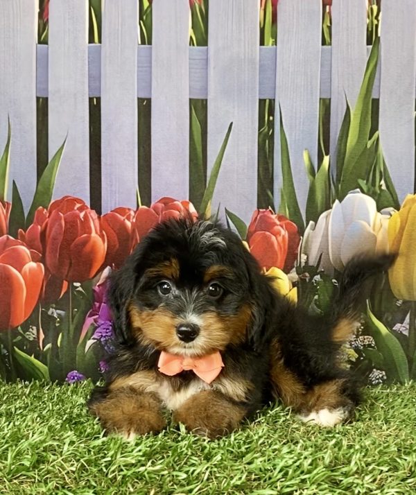 Photo of Ms. Dawn the F1 Mini-Bernedoodle puppy