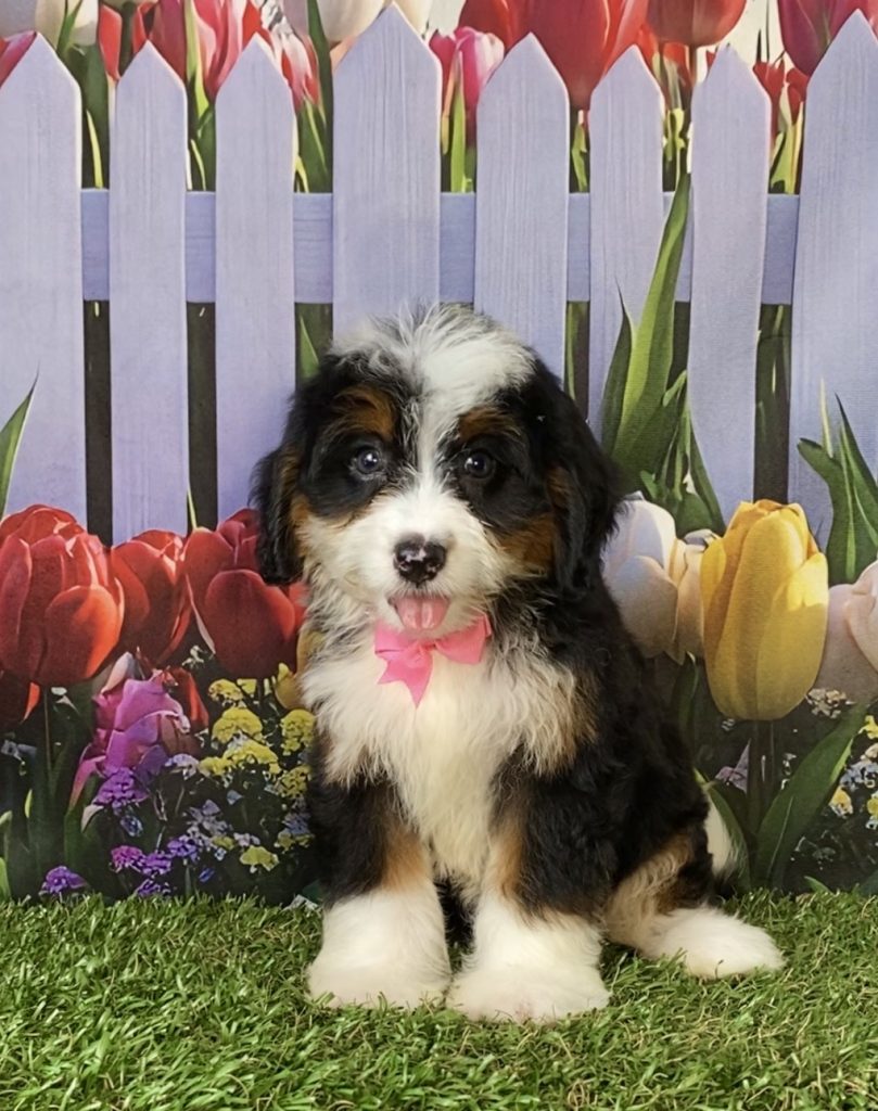 Photo of Ms. Delta the F1 Mini-Bernedoodle puppy