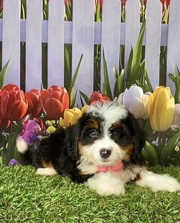 Photo of Ms. Delta the F1 Mini-Bernedoodle puppy