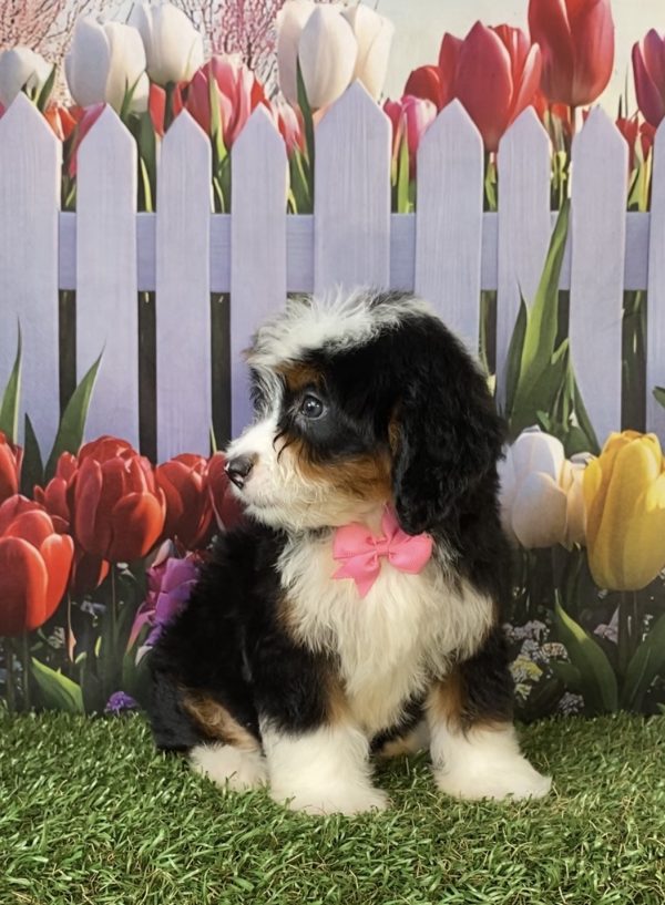 Photo of Ms. Delta the F1 Mini-Bernedoodle puppy