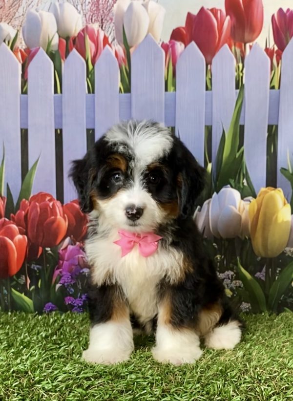 Photo of Ms. Delta the F1 Mini-Bernedoodle puppy