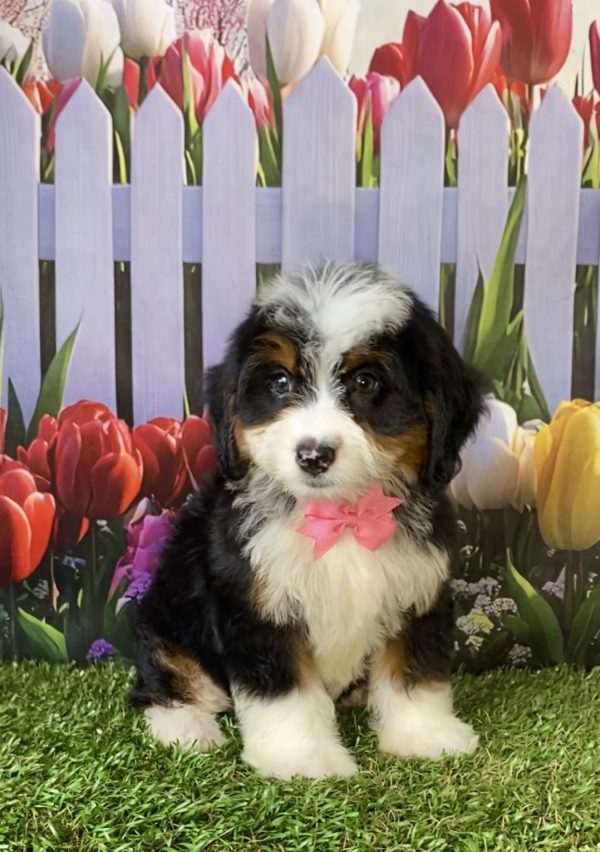 Photo of Ms. Delta the F1 Mini-Bernedoodle puppy