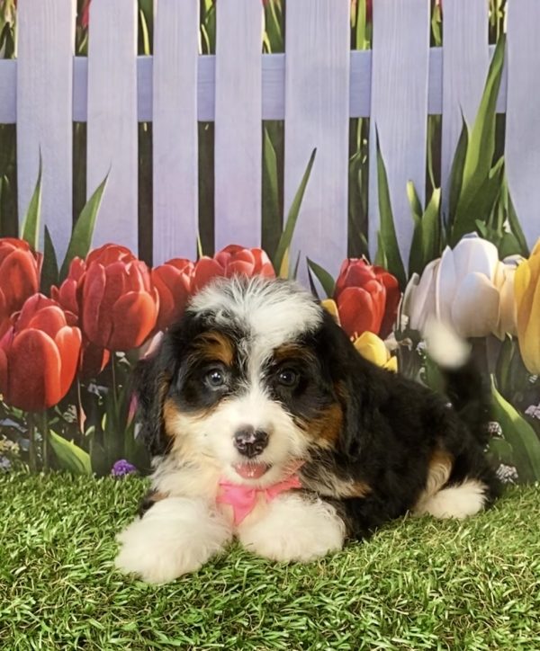 Photo of Ms. Delta the F1 Mini-Bernedoodle puppy