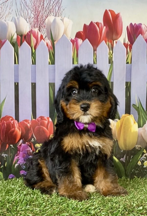Ms. Dixie the F1 Mini-Bernedoodle puppy