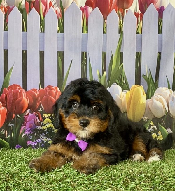 Photo of Ms. Dixie the F1 Mini-Bernedoodle puppy