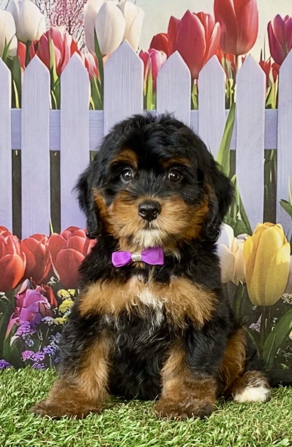 Photo of Ms. Dixie the F1 Mini-Bernedoodle puppy