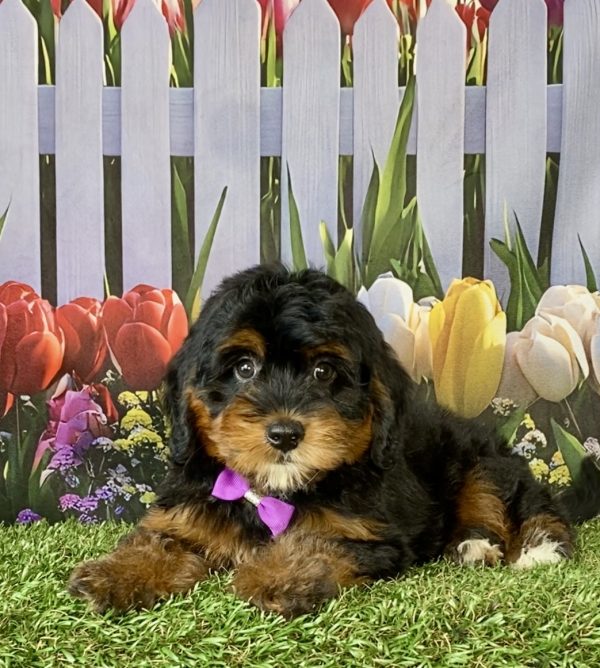 Photo of Ms. Dixie the F1 Mini-Bernedoodle puppy