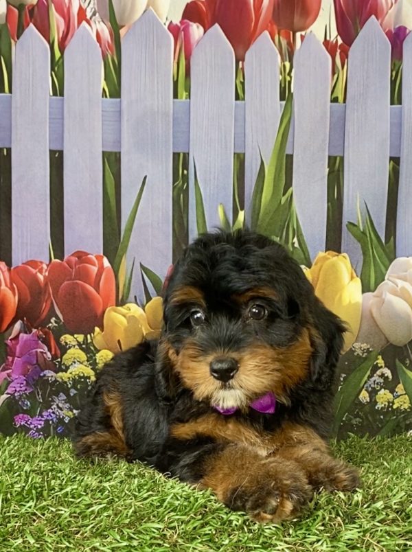 Photo of Ms. Dixie the F1 Mini-Bernedoodle puppy