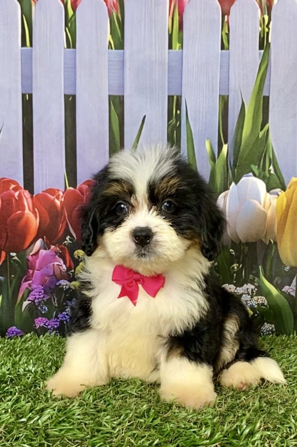 Ms. Elaine the F2 Mini-Bernedoodle puppy